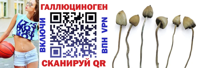 это телеграм  Талдом  Галлюциногенные грибы Cubensis 